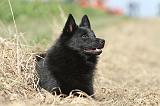 SCHIPPERKE 437